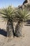 Yucca Trees