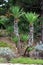 Yucca trees surrounded with other vegetation and trees