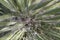 Yucca type southwestern plant