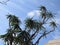 Yucca type tree against blue sky