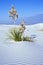 Yucca in White Dunes National Monument