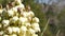 Yucca white flower blossom, agave bloom natural botanical close up background. Plant of desert and arid climate in