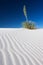 Yucca in White Sand