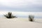 Yucca at White Sands