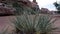 Yucca Woman Hikes to Left