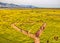 Yuchae Canola Flower Festival in Daejeo Ecological Park, Busan, South Korea,Asia