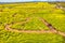 Yuchae Canola Flower Festival in Daejeo Ecological Park, Busan, South Korea,Asia