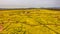 Yuchae Canola Flower Festival in Daejeo Ecological Park, Busan, South Korea,Asia