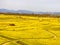 Yuchae Canola Flower Festival in Daejeo Ecological Park, Busan, South Korea,Asia