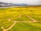 Yuchae Canola Flower Festival in Daejeo Ecological Park, Busan, South Korea,Asia