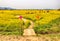 Yuchae Canola Flower Festival in Daejeo Ecological Park, Busan, South Korea,Asia