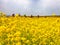 Yuchae Canola Flower Festival in Daejeo Ecological Park, Busan, South Korea,Asia