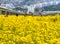 Yuchae Canola Flower Festival in Daejeo Ecological Park, Busan, South Korea,Asia