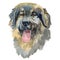 The Yugoslavian Shepherd Dog, watercolor hand painted dog portrait