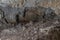 yukatan underground cave with large stalactites