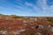 Yukon arctic tundra in fall colors