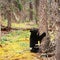 Yukon boreal forest Black Bear Ursus americanus