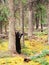Yukon Canada taiga Black Bear Ursus americanus