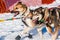 Yukon Quest sled dogs