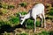 Yukon Wild Sheep conservation in Whitehorse, Yukon.