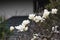 Yulan magnolia blossoms