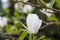 Yulan Magnolia denudata with a fragrant, cup-shaped white flower