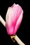 Yulan magnolia flower on black background