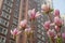 yulan magnolia flower is flowering in spring