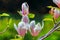 Yulan magnolia flowers on the spring background. Magnolia blooms. Tulip Tree. Magnolia denudata close-up. Space for text