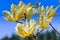 Yulan magnolia flowers on the spring background. Magnolia blooms. Tulip Tree. Magnolia denudata close-up. Space for text