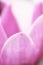 Yulan Magnolia Petal Background