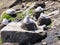 Yung Black-browed Albatross, Thalassarche melanophris, on the nest, Island Sounders, Falkland-Malvinas