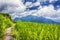 Yunhe china cloud rice terrace landscape and path