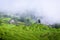 Yunhe china cloud rice terraces landscape