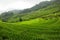 Yunhe Cloud Rice Terraces China