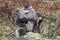 Yunnan Black Snub-Nosed Monkey Rhinopithecus Bieti