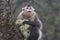 Yunnan Black Snub-Nosed Monkey Rhinopithecus Bieti