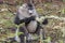 Yunnan Black Snub-Nosed Monkey Rhinopithecus Bieti