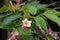 Yunnan honeysuckle, boxleaf honeysuckle. Dipelta yunnanensis