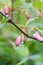 Yunnan honeysuckle Linnaea yunnanensis, pink buds