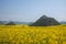 Yunnan Luoping canola flower on a small patch of flowers Bazi