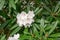 Yunnan Rhododendron aberconwayi, cluster of white flowers