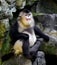 Yunnan snub-nose monkey