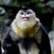Yunnan snub-nose monkey