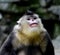 Yunnan snub-nose monkey