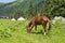 Yurt spruce horse landscape summer