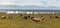 Yurts and herd of goads and sheps near Son-Kul lake