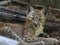 Yuung Scandinavian lynx, Lynx lynx lynx, hidden in the forest