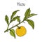 Yuzu Citrus junos , citrus fruit