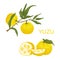 Yuzu. Citrus junos. Citrus fruit and plant in the family Rutaceae